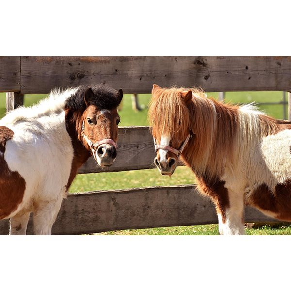 Mini/Pony