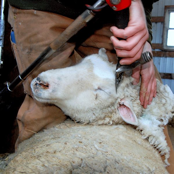 Shearing