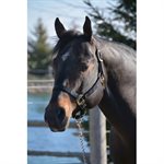 HAMILTON ADJ QUALITY HALTER WITH SNAP