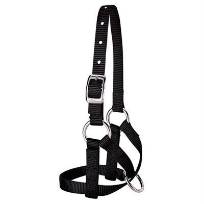 LARGE ALPACA HALTER