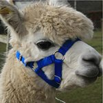 LARGE ALPACA HALTER