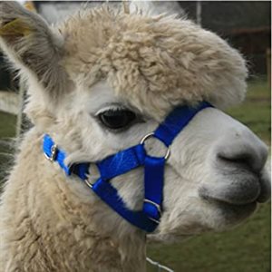 LARGE ALPACA HALTER BLUE