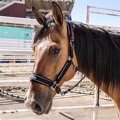 WERANO HALTER REFLECTIVE COB