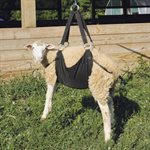 CALF / SHEEP SLING