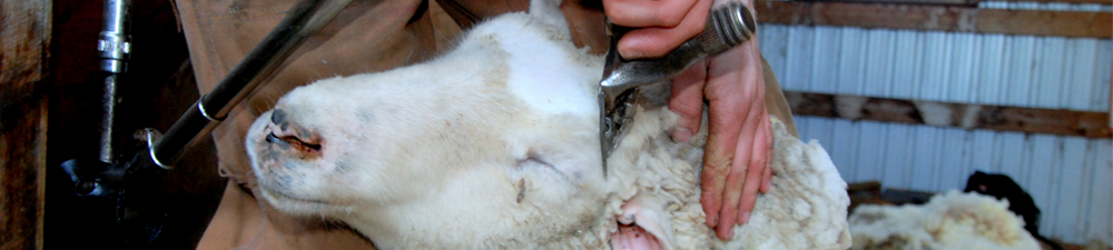 shearing