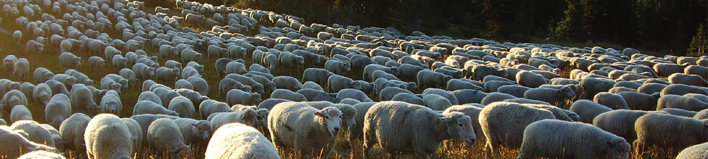 white-face-sheep-mountains